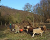 10.5.2013 - Weidevorbeeitung am Blütenhang Malchen